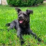 Dog, Carnivore, Dog breed, Companion dog, Grass, Snout, Plant, Working Animal, Water Dog, Terrier, Liver, Small Terrier, Dog Supply, Canidae, Groundcover, Working Dog, Tail