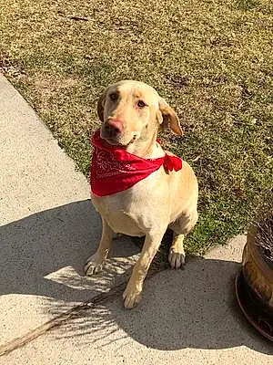 Name Labrador Retriever Dog Kelly