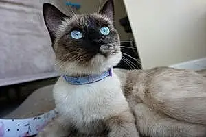 Name Siamese Cat Frida