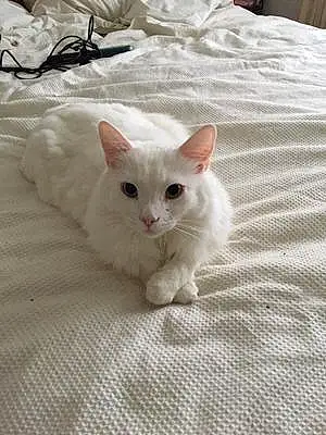 Name Turkish Angora Cat Aiden