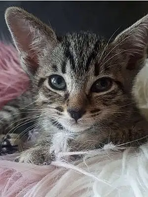 Name Siamese Cat Doris