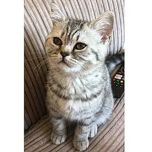 Name British Shorthair Cat China