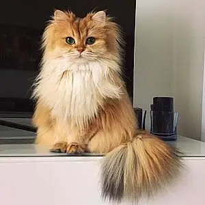 Name Persian Cat Laila