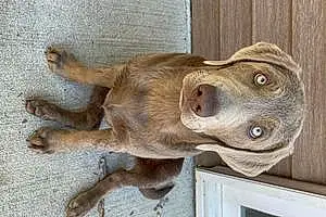 Name Labrador Retriever Dog Keeva
