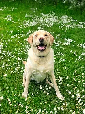 Name Labrador Retriever Dog Jenson
