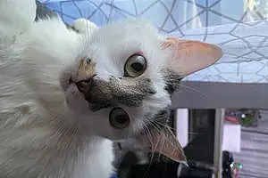 Name Ragdoll Cat Benito