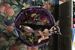 Name Chihuahua Dog Braxton