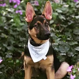 Name German Shepherd Dog Korra