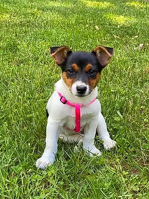 Name Jack Russell Dog Laila