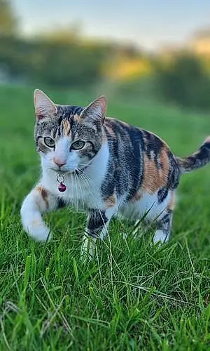 Bengal Cat Tyger