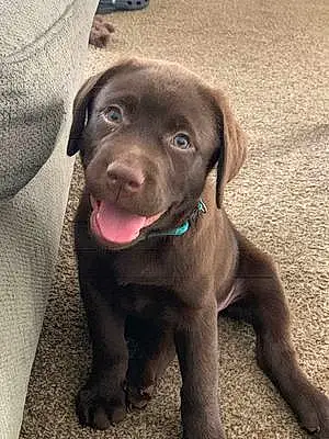 Name Labrador Retriever Dog Finnigan