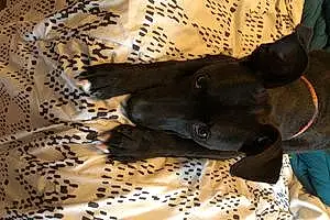 Name Mixed breed Dog Kahlua