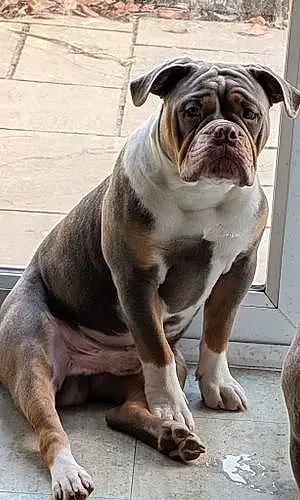 Bulldog Dog Dexter