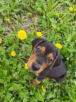 Name Beagle Dog Jethro