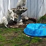 Dog, Plant, Carnivore, Dog breed, Wood, Working Animal, Tree, Fawn, Grass, Companion dog, Electric Blue, Pack Animal, Tail, Soil, Bovine, Canidae, Goats, Wheel, Seabird