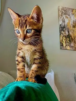 Name Bengal Cat Chino