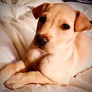 Name Labrador Retriever Dog Bently
