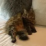 Cat, Comfort, Felidae, Carnivore, Small To Medium-sized Cats, Grey, Whiskers, Fawn, Tail, Snout, Paw, Domestic Short-haired Cat, Claw, Furry friends, Terrestrial Animal, Nap, Maine Coon, Liver, British Longhair, Linens