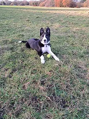 Name Border Collie Dog Lassie