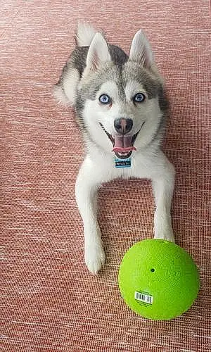 Name Alaskan Klee Kai Dog Indigo