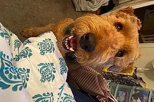 Name Airedale Terrier Dog Abbey