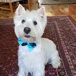 Name West Highland White Terrier Dog Booboo