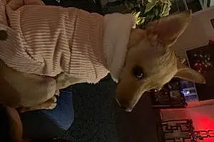 Name Chihuahua Dog Boog