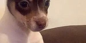 Name Chihuahua Dog Goku