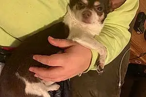 Name Chihuahua Dog Keno