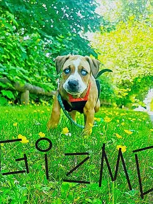 Name Pitt Bull Terrier Dog Gizzmo