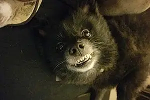 Name Pomeranian Dog Charcoal