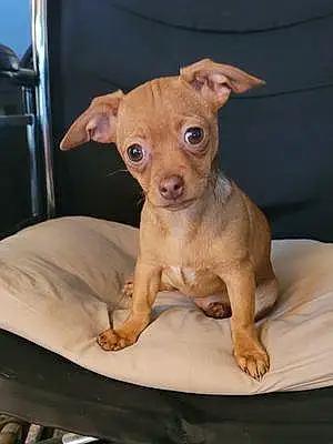 Chihuahua Dog Leia