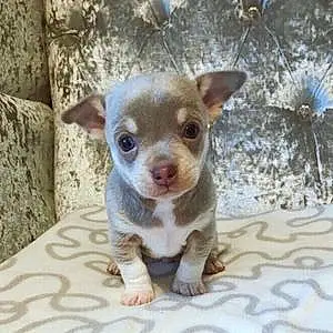 Name Chihuahua Dog Frodo