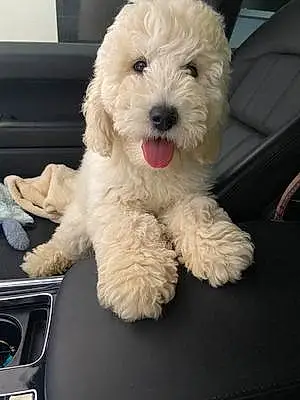 Name Goldendoodle Dog Blanca