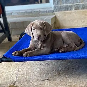 Name Labrador Retriever Dog Bogart