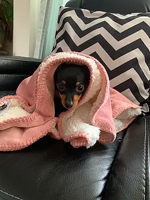 Name Chihuahua Dog Kloe