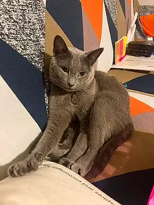 Russian Blue Cat Yuri