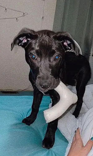 Name Labrador Retriever Dog Juniper