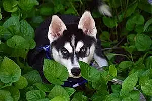 Name Husky Dog Laila