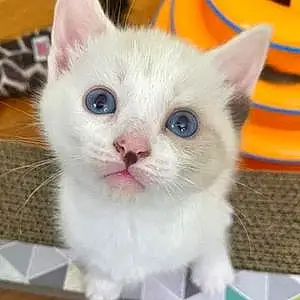 Name Siamese Cat Dot