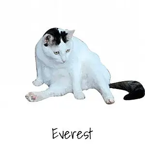 Name American Shorthair Cat Everest