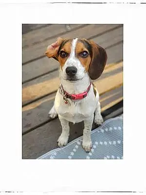 Name Beagle Dog Calli