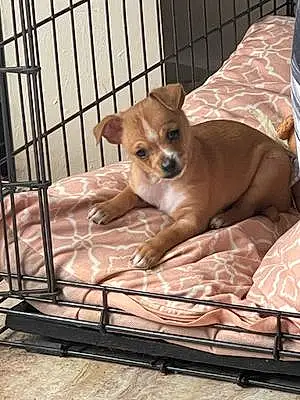 Name Chihuahua Dog Ari