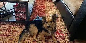 Name Chihuahua Dog Caesar