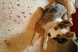 Name Australian Shepherd Dog Leah