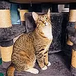 Cat, Felidae, Carnivore, Whiskers, Small To Medium-sized Cats, Snout, Tail, Terrestrial Animal, Furry friends, Domestic Short-haired Cat, Sitting, Paw, Pillow, Claw, Rectangle