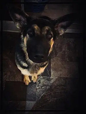 Name German Shepherd Dog Kaya