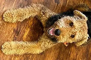Name Airedale Terrier Dog Cyrus