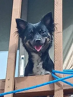 Name Chihuahua Dog Leah