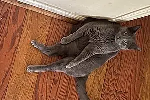 Russian Blue Cat Gray